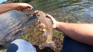 NICE Trout Below Norfork Dam