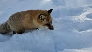 Finnegan Fox in the snow