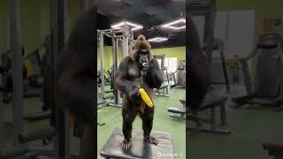 Do you envy gorillas? #funny #beauty #pets  #gorilla #cute #monkey #chimpanzee