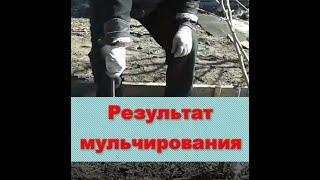 Природное земледелие и мульча, где результат