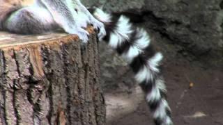 Zoo View Ring-tailed Lemur - Cincinnati Zoo