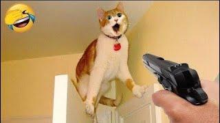 Funniest Cats Compilation 2025  try not to laugh impossible memes  Funny Animal Videos