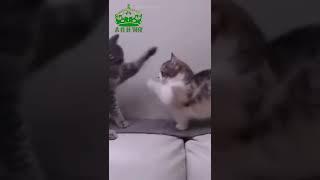 Cute Cat #short #cutcat #cats #cutecats #video #arh