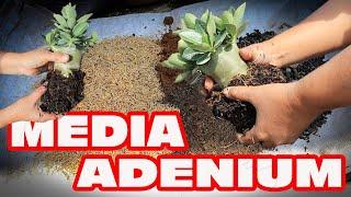 How to Make Adenium Planting Media Compositions. Desert Rose Bonsai.