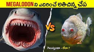  ఈ యుద్ధంలో ఎవరు గెలుస్తారు | megalodon vs mega piranha | facts in telugu | intresting facts