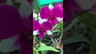 Monday All Orders Orchid Dispatch Naji’s World #najisworld #orchid #onlinesale