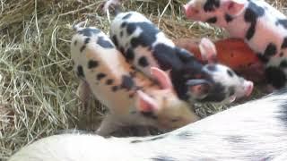 Piglets at Hancock Shaker Village