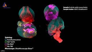 Eight adult mouse brains imaged with UltraMicroscope Blaze™ and MACS® UltraMount 8 Sample Holder