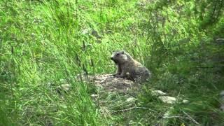 La fin des Marmottes "Chut Marmottes!"