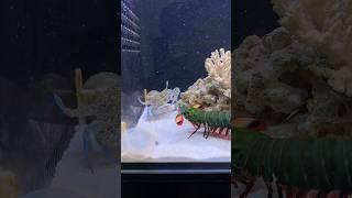 Mantis Shrimp Nature's Weapon
