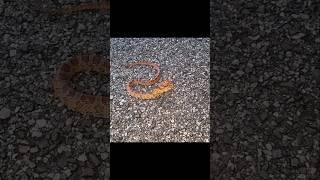 Corn Snakes are Inevitable...