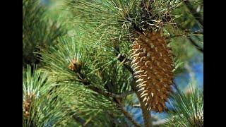 Giant Coulter pinecone Tree ll 4K