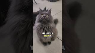 Behind The Scenes at the Cattery, Windy Hill Pets