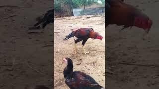 pandu farms old line patta 
