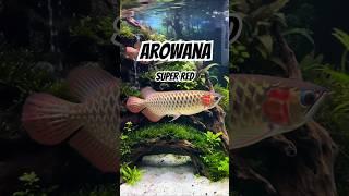 Super Red Arowanas: The Most Luxurious Pets #arowana #Wuthering waves #arowanafish #fish #aquarium