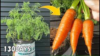 How to grow lots of carrots in a plastic bag