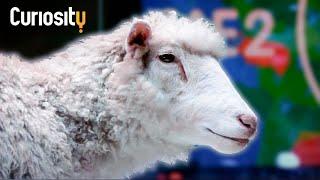 How Dolly The Sheep Led To More Genetic Advancements | Breakthrough