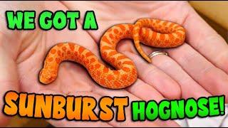 Unboxing the most *Beautiful* Hognose We've ever Seen!