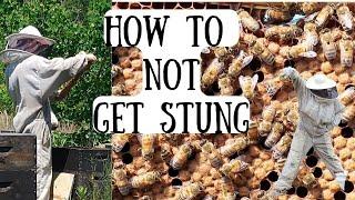 HOW TO NOT GET STUNG!! Essential Tips for New Beekeepers #beekeeping101