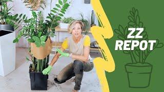 How To Repot Rootbound ZZ Plant & Support Stems | Zamioculcas Zamiifolia 