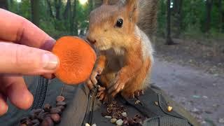 Покормил незнакомую взрослую белку / I fed an unfamiliar adult squirrel