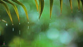 Relaxing Music & Soft Rain Sounds: Relaxing Piano Music, Sleep Music, Peaceful Music