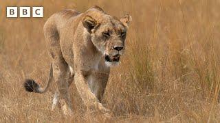 Lions  vs Crocodile  - BBC