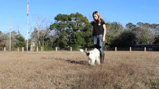 Amazing Puppy Obedience