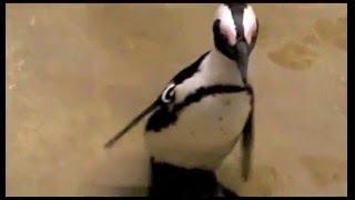 Deep Tissue Laser Therapy Results on a Penguin