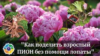 КАК ДЕЛИТЬ ПИОНЫ: как делить взрослые пионы осенью без помощи лопаты?