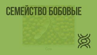 Семейство Бобовые. Видеоурок по биологии 6 класс