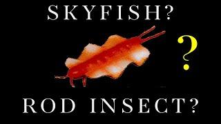 UFO Alien Skyfish Flying Rod Insects WHAT ARE THEY ?