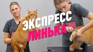 ЭКСПРЕСС ЛИНЬКА / ГРУМИНГ КОТА / GROOM SCHOOL