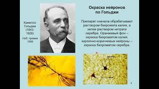 Дубынин В. А. - Мозг: как он устроен и работает - Лекция 1