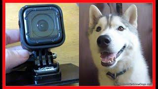 GOPRO HERO4 SESSION UNBOXING | Dogs get a New GoPro