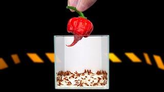 ЧТО ЕСЛИ к 100 ГОЛОДНЫМ ТАРАКАНАМ ОПУСТИТЬ САМЫЙ ОСТРЫЙ ПЕРЕЦ В МИРЕ - CAROLINA REAPER? 2 000 000SHU