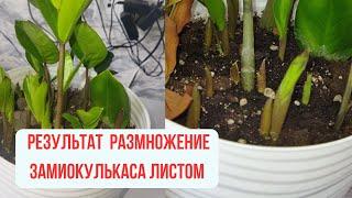 Замиокулькас листочками шикарный результат .  Как размножить замиокулькас.