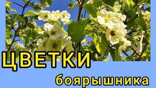 ЦВЕТКИ БОЯРЫШНИКА. Заготовка, свойства