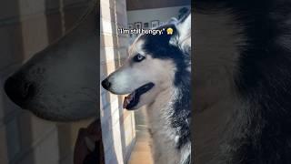 Siberian Husky Goes on a Diet.  #siberianderpskies #husky #siberianhusky #huskies #huskylife