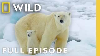 Animal Parents of the Arctic (Full Episode) | Incredible Animal Journeys | Nat Geo