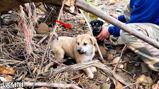 Humans Are So Cruel - Dramatic Rescue of Two Adorable Puppies Stuck in a Rope