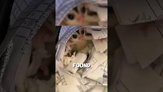 This man found a sugar glider in the trash can  #shorts