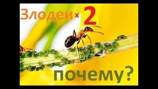 Правда о муравьях и тле - научно. Важное предупреждение! Как муравьи вредят и убивают растения