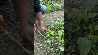 @local soil has a new flavor#idylliclife #rurallife #TikTokhelpfarmers #contentstart
