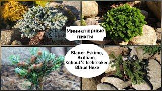 Миниатюрные пихты. Blauer Eskimo, Kohout's Icebreaker, Blaue Hexe, Brilliant.