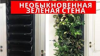 МОЕ давнее ЖЕЛАНИЕ ОСУЩЕСТВИЛОСЬ: ЗЕЛЕНАЯ ФИТОСТЕНА