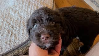 Chocolate Brown male 7wk Portuguese Water Dog puppy