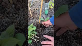 Cobra, French beans and Enorma, Runner beans.