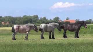 Energy and state of mind of a Horse - calmness of the herd