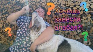 ХОЧЕШЬ ЗАВЕСТИ АЛАБАЯ? Тогда вот что тебе нужно знать...